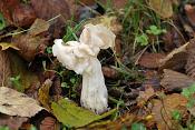 witte kluifzwam (helvella crispa) 3581